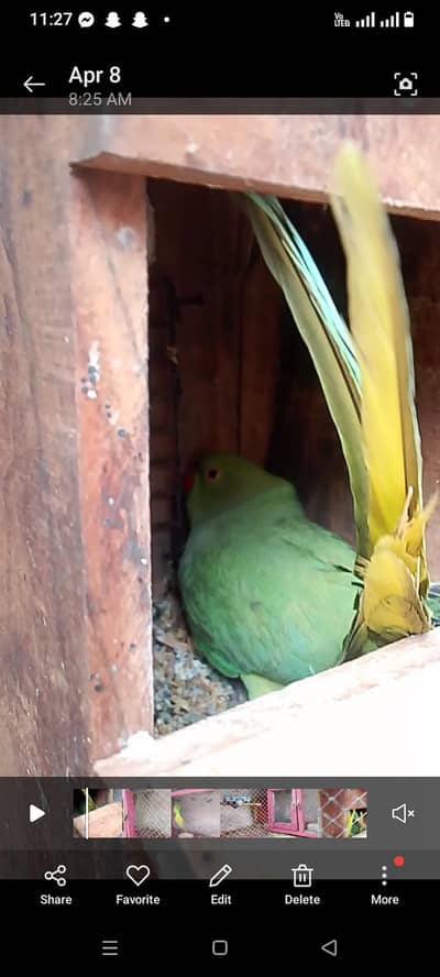 green Ring Nik pair healthy and Activ