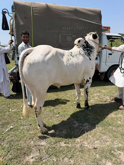 Fatehjangi bull