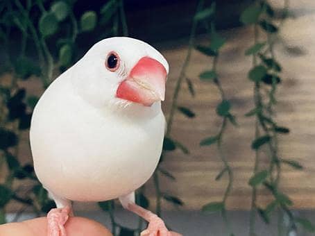 White Java finches 0