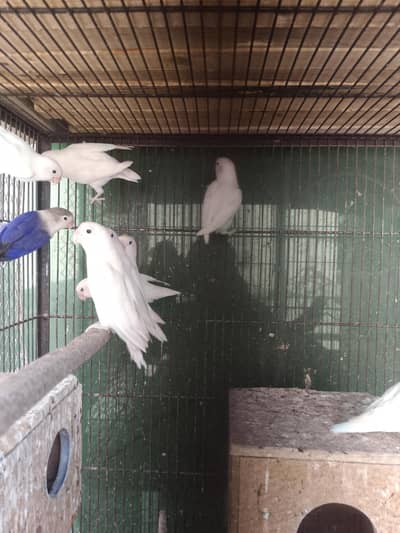 Albino black eye red eye lovebirds parrot breeder  pair