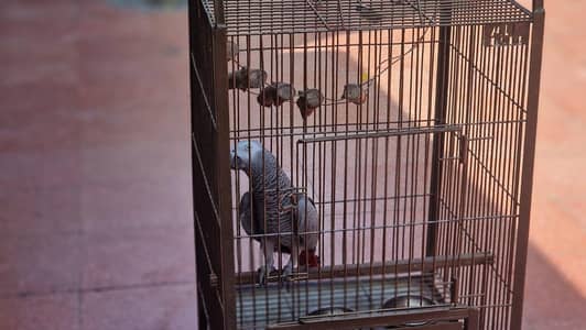 grey African parrot