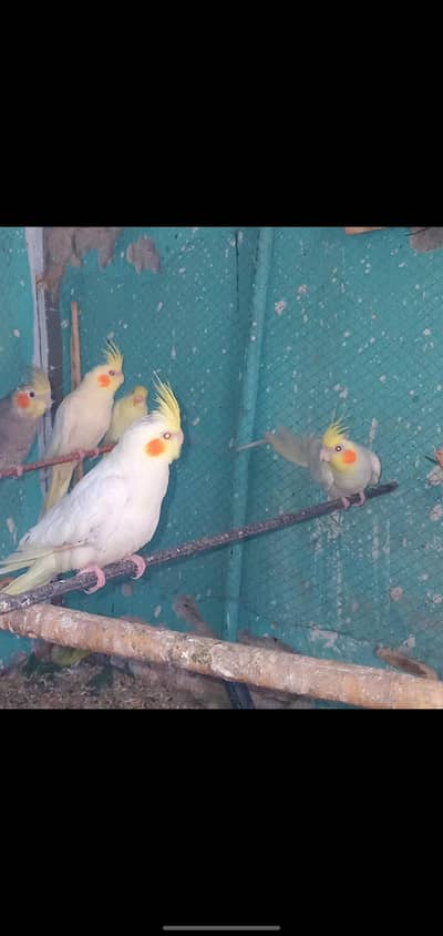 cockatiel red eyes 3 female 1 male