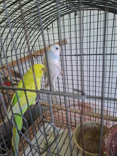 Australian Pair for sale