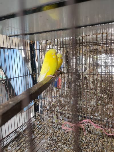Lutino Exi red eye Jumbo size