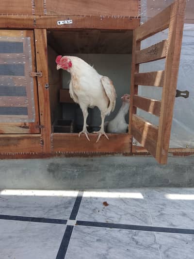 Aseel heera Chicks