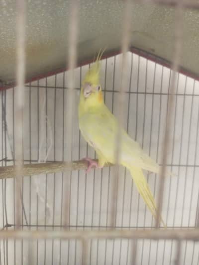LATINO RARE RED EYES LONG SIZE BREEDER FEMALE FOR SALE
