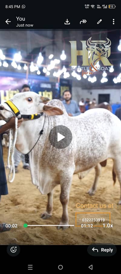 cow for sell 03222333919