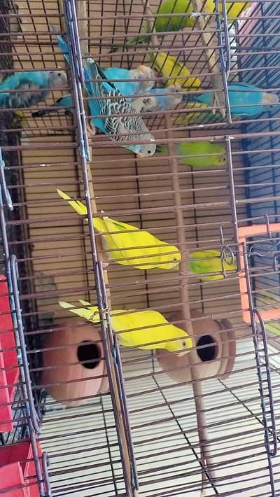 Healthy Australian Budgies