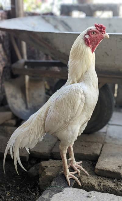 Mianwali Heera Aseel male & Lasani Female Hen for sale