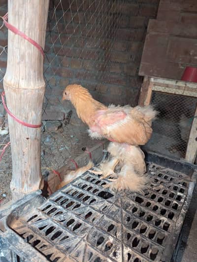 Golden Chicks Pair for Sale | 8 weeks Healthy Pair | خوبصورت نسل