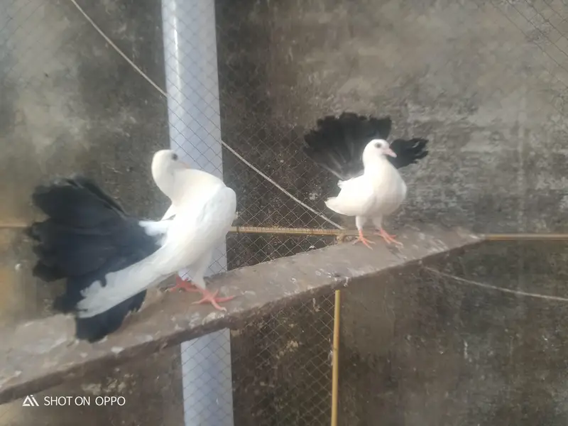 0black tail pegion