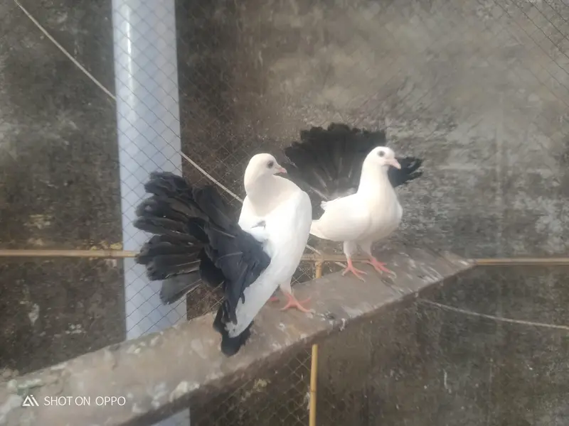 0black tail pegion — photo 2