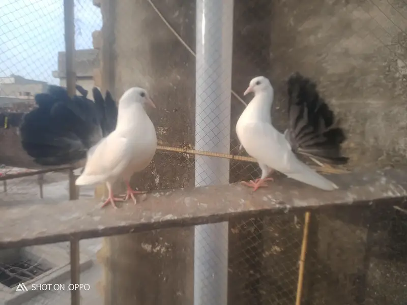0black tail pegion — photo 3