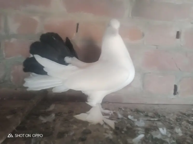 0black tail pegion — photo 4