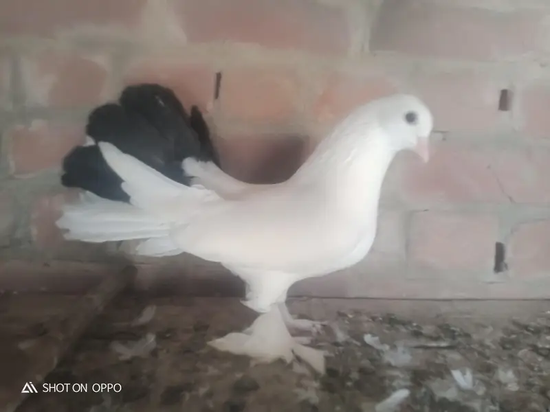 0black tail pegion — photo 5