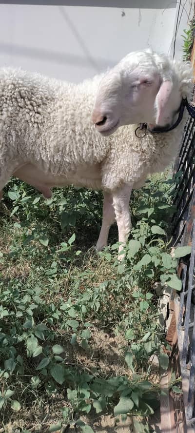sheep dhumba gulabi dumba