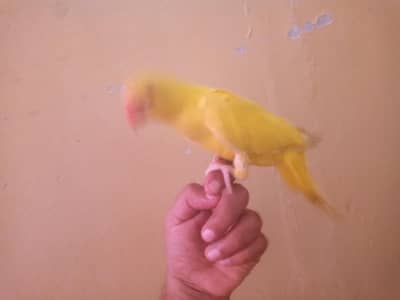 bilkul ok hay jis ko chahiya rabta karay falto tang na karay