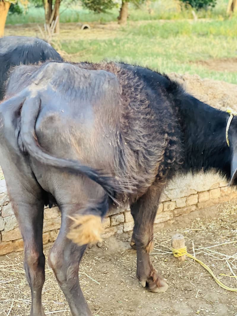 Buffalo 0