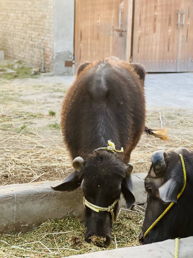 Buffalo 1