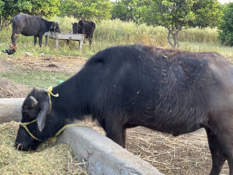 Buffalo 2