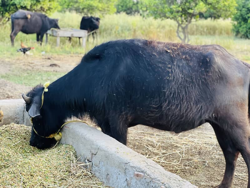 Buffalo 3
