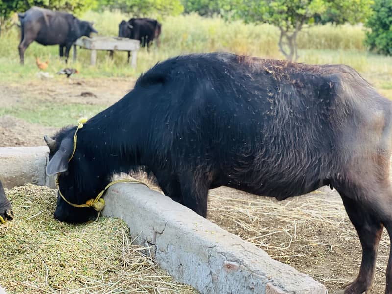 Buffalo 4