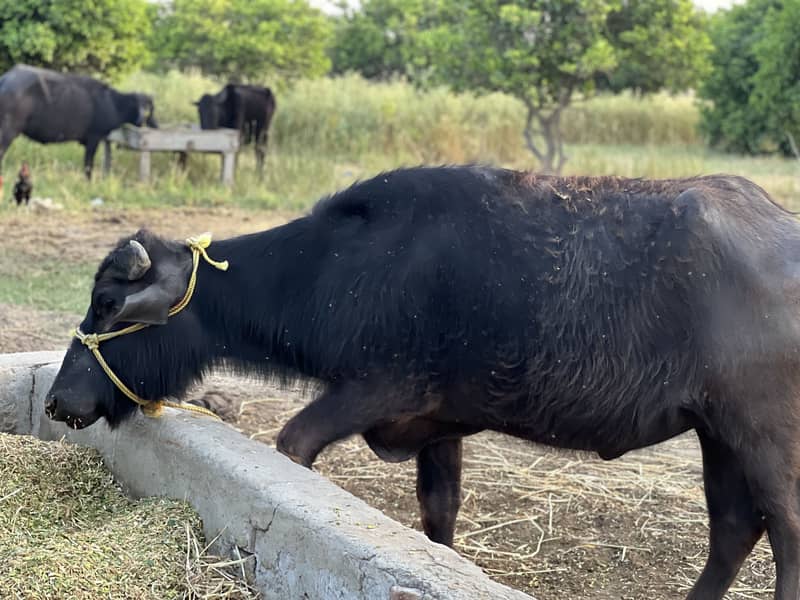 Buffalo 5