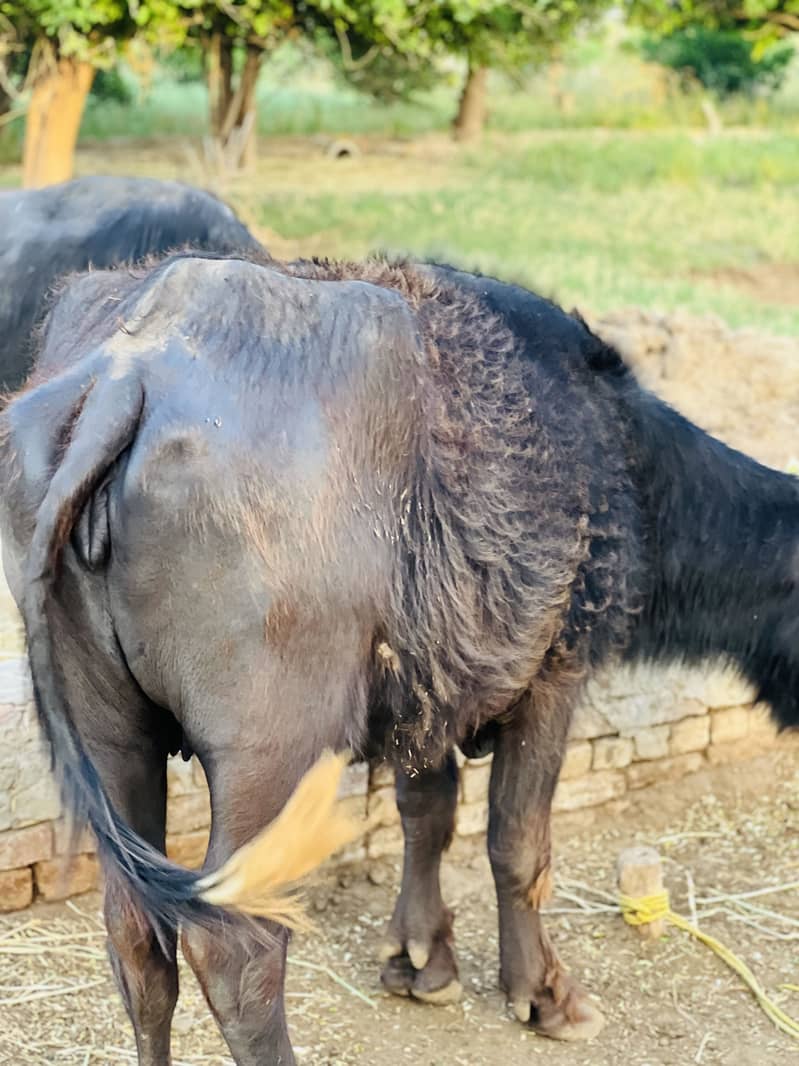 Buffalo 6