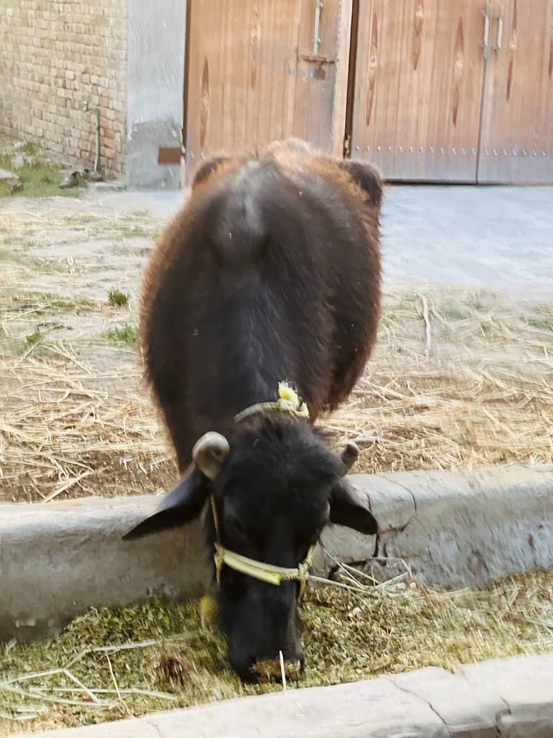 Buffalo 7