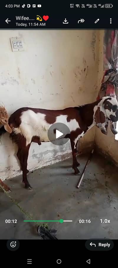 qurbani bakra for sale. 03134796480 watts app me