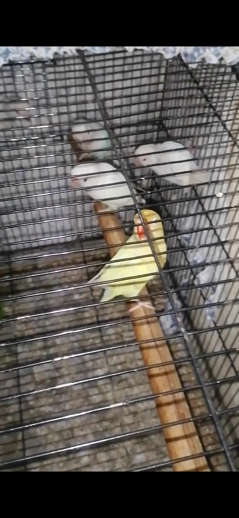 Love Birds Albino Split & Red Eyes