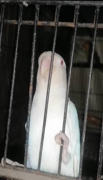 Love Birds Albino Split & Red Eyes