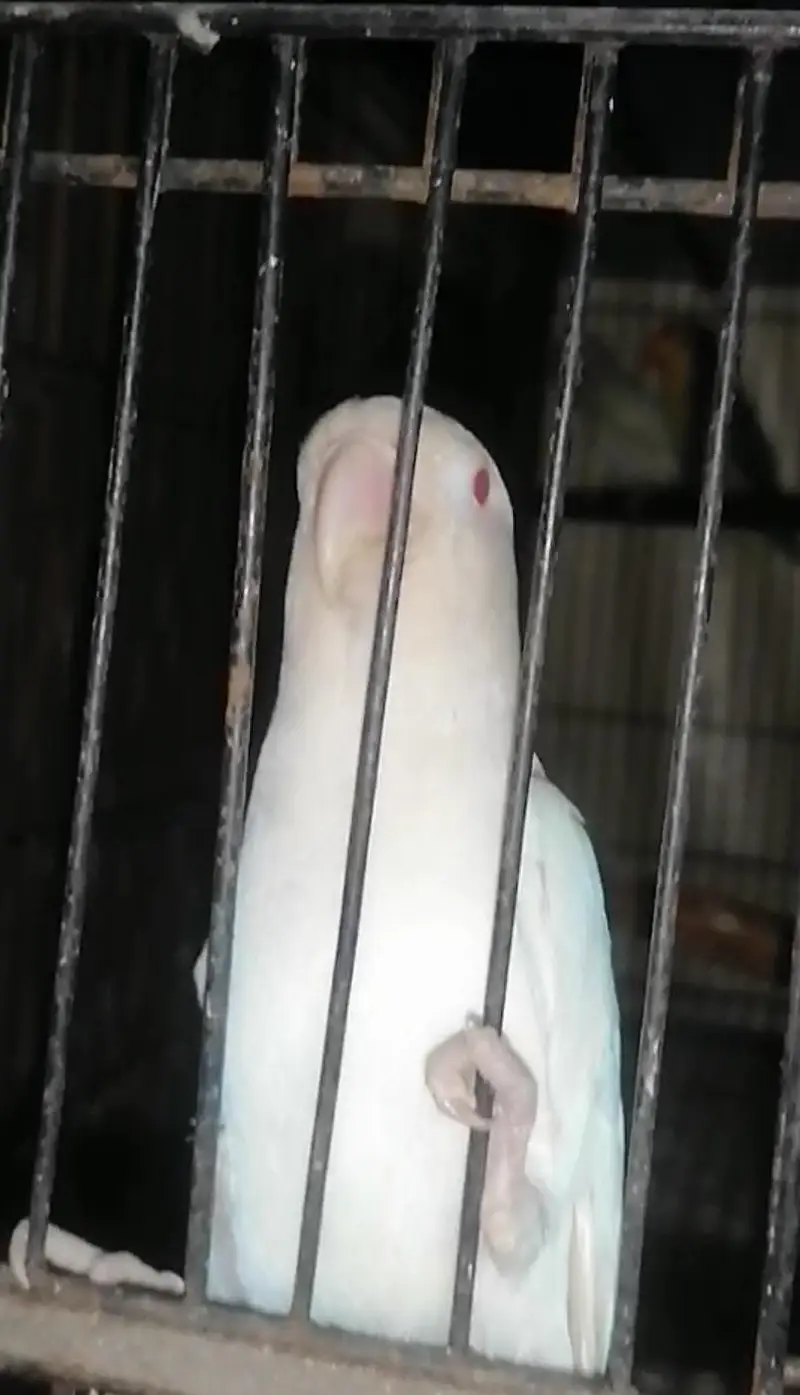 Love Birds Albino Split & Red Eyes — photo 2