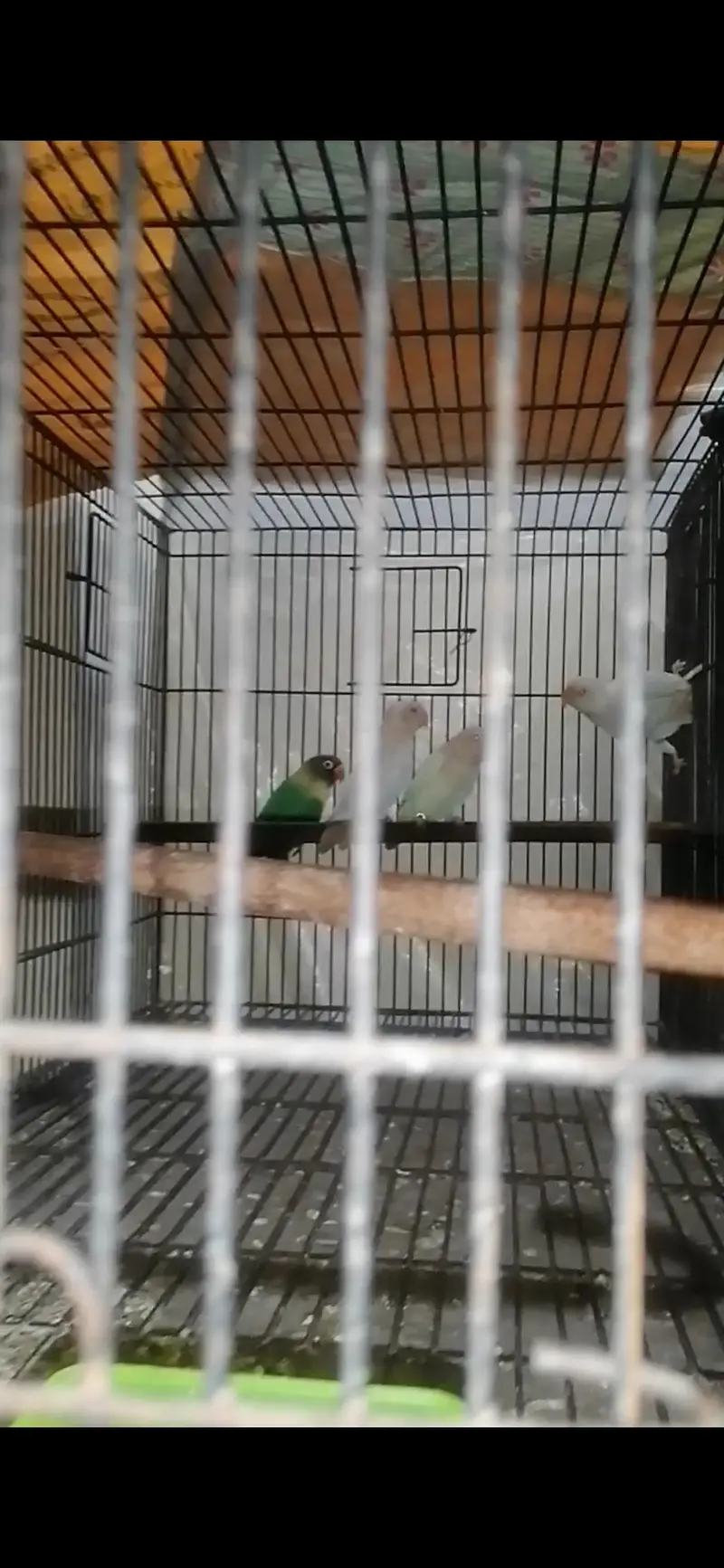 Love Birds Albino Split & Red Eyes — photo 3