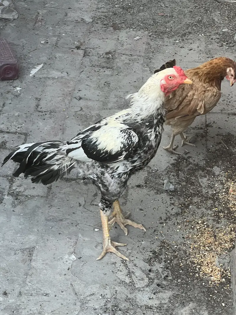 Rs 6500 aseel breeder urgent sale in lahore active k sath murghi free
