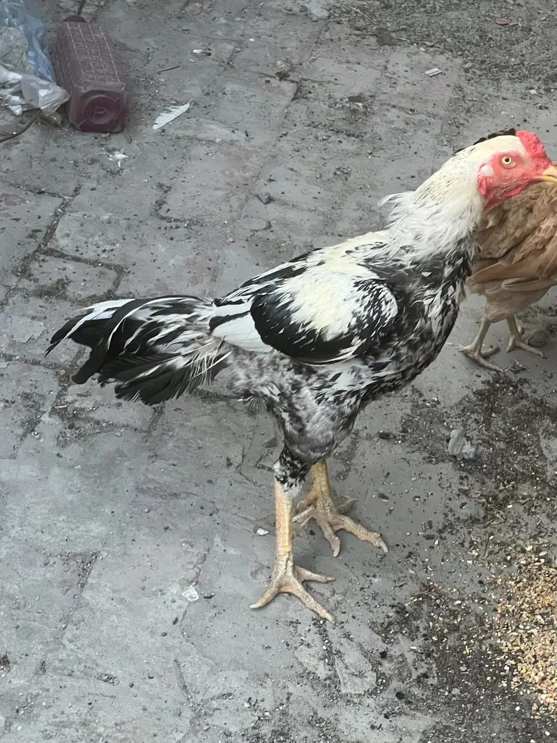 Rs 6500 aseel breeder urgent sale in lahore active k sath murghi free — photo 2