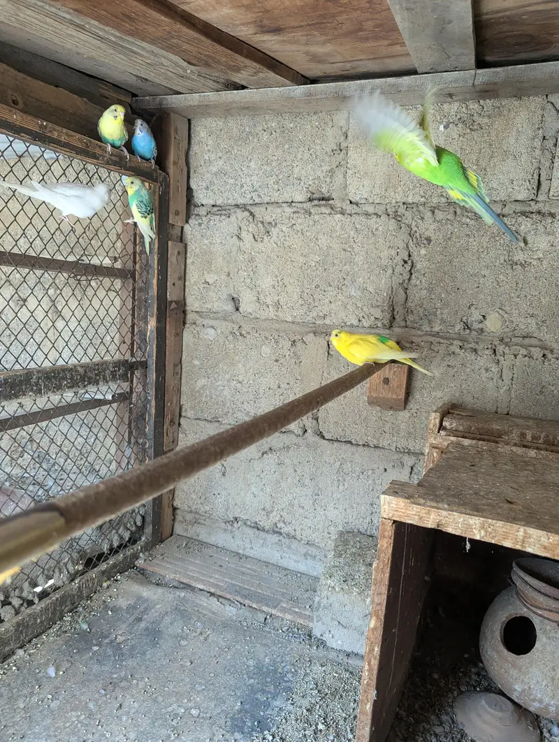 Love birds and Australians — photo 3
