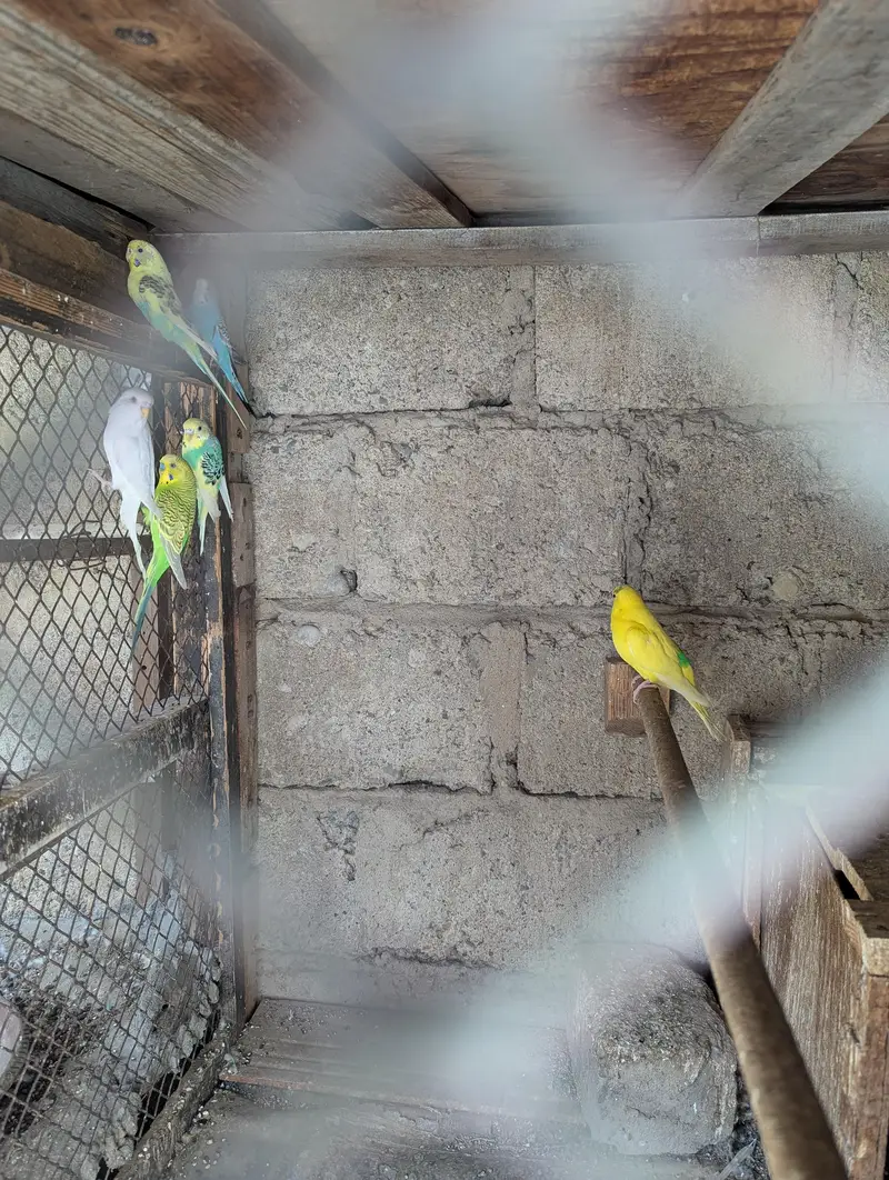 Love birds and Australians — photo 4