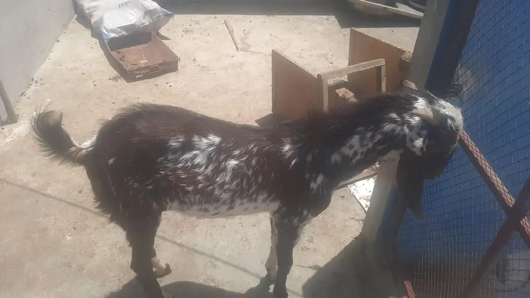 makkha cheena Bakra, bakra Goats,  4 Sale Reasonable price — photo 5