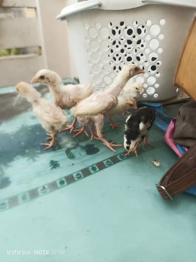 Aseel chicks for sale.