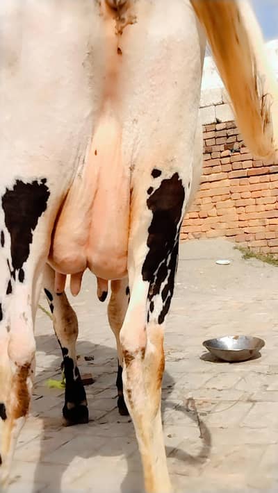 cholistani frizien cross cow 14  kg mil tazi soi 03409392913  whatsap
