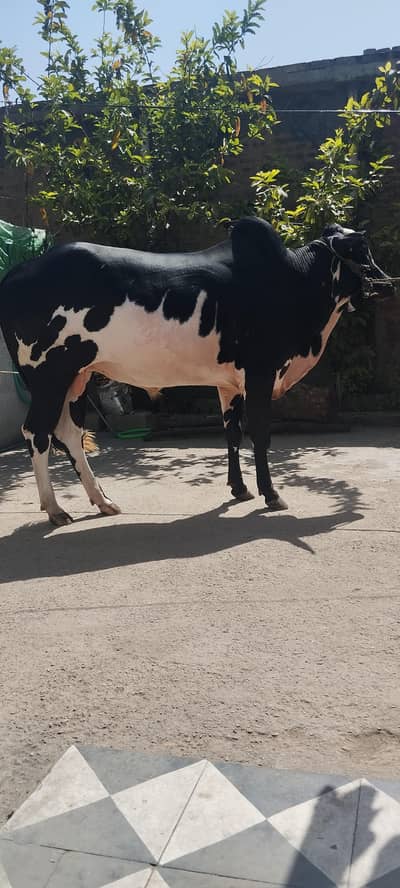 Fateh jangi bull/pure Bachra/donda/Qurbani 2026 /white & black bulls