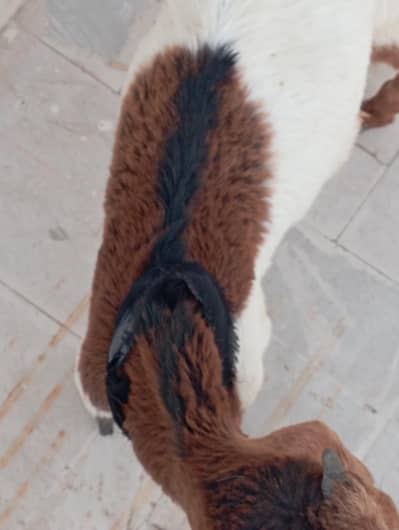 TWO BABY GOAT (MALE) Active & Healthy. .