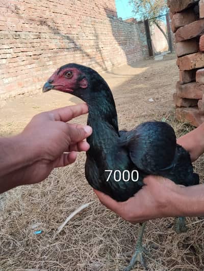 aghar Kisi Bai ne dono akhati Leni hen to 10k mil jay ghi 03157697016