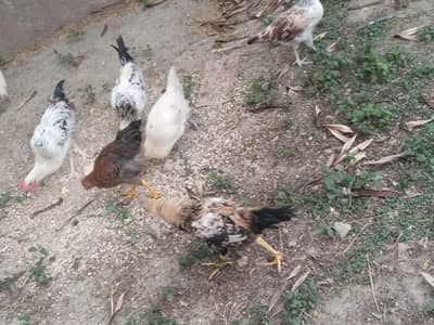 healthy desi chickens for sale