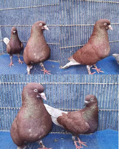 Indian surkah pair