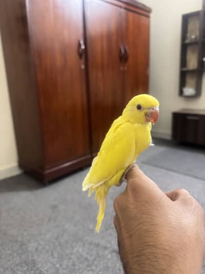 YELLOW RINGKNECK PURE BLOODLINE PAIR