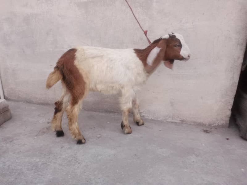 Male bcha - Goats - 1113719572