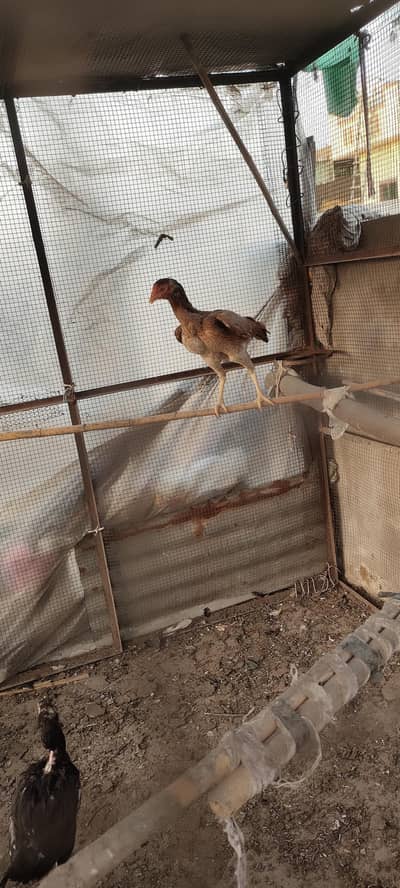 aseel madiya for sale urjujnt
