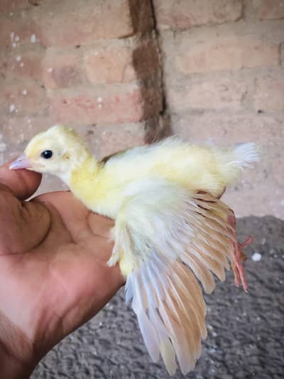 Hunjra peacock farm